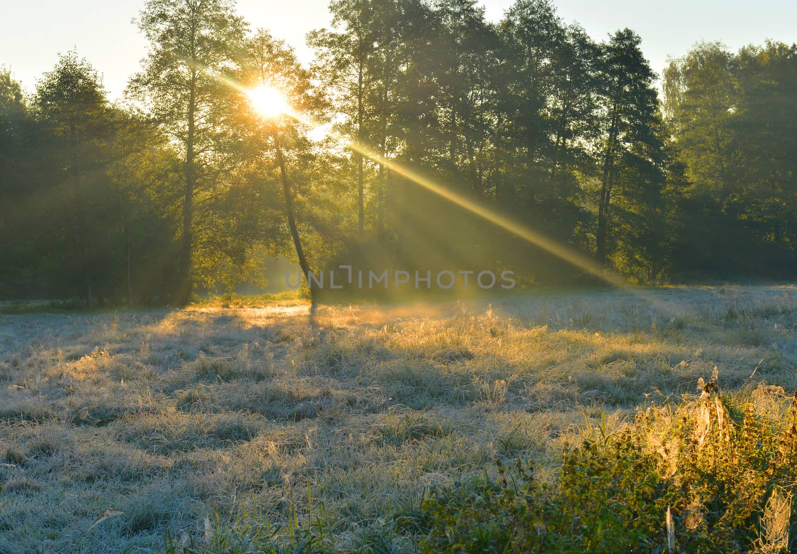 Beautiful sunrise with sunbeams at forest edge