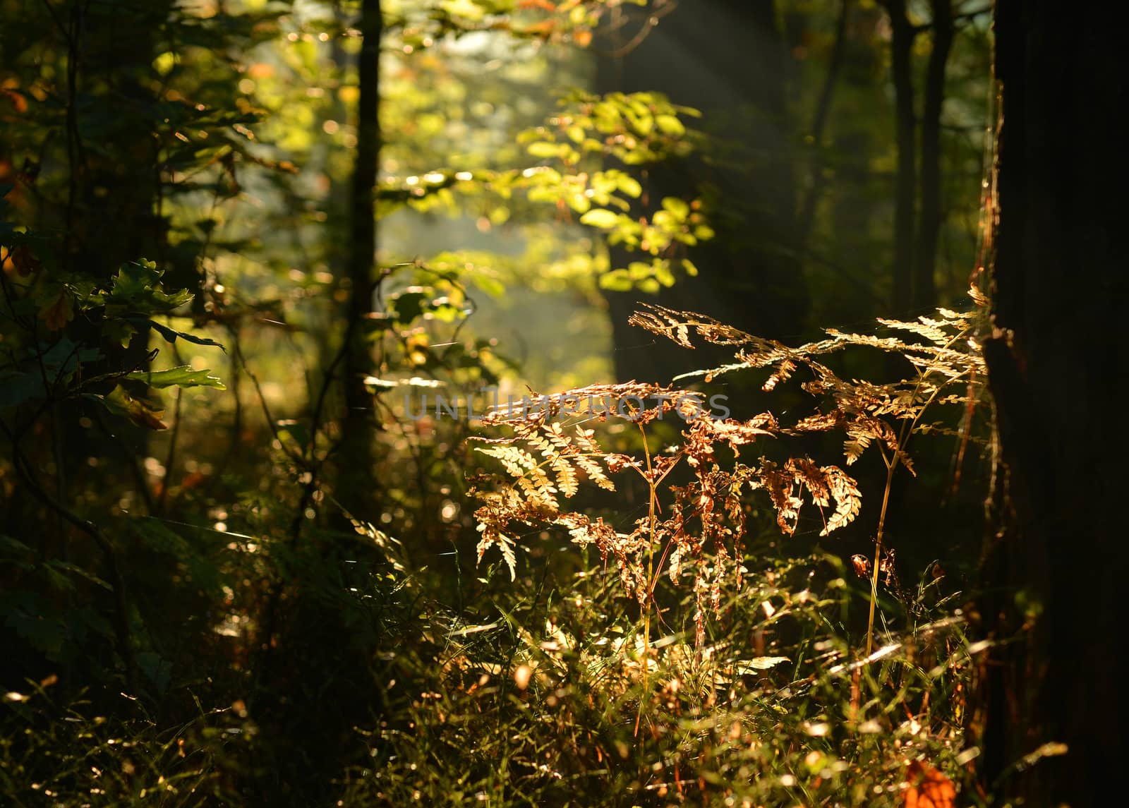 beautiful light in autumn forest