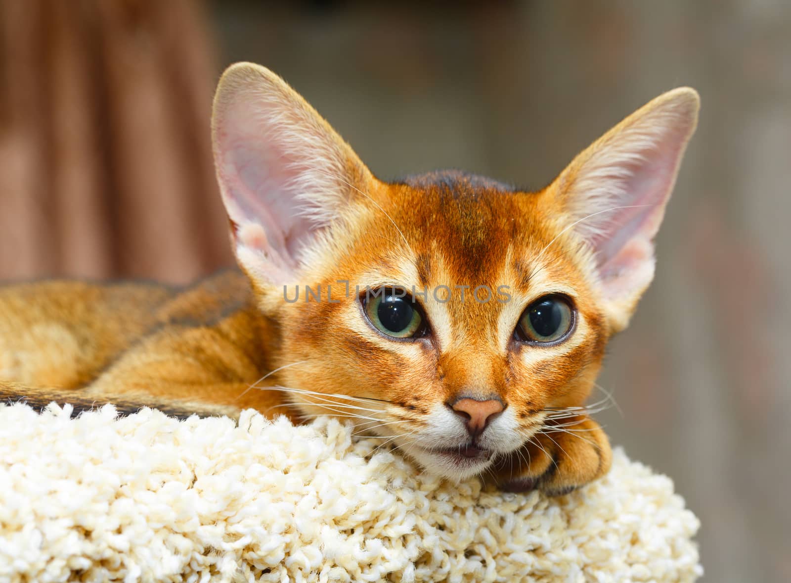Young abyssinian cat lying at cat tree furniture