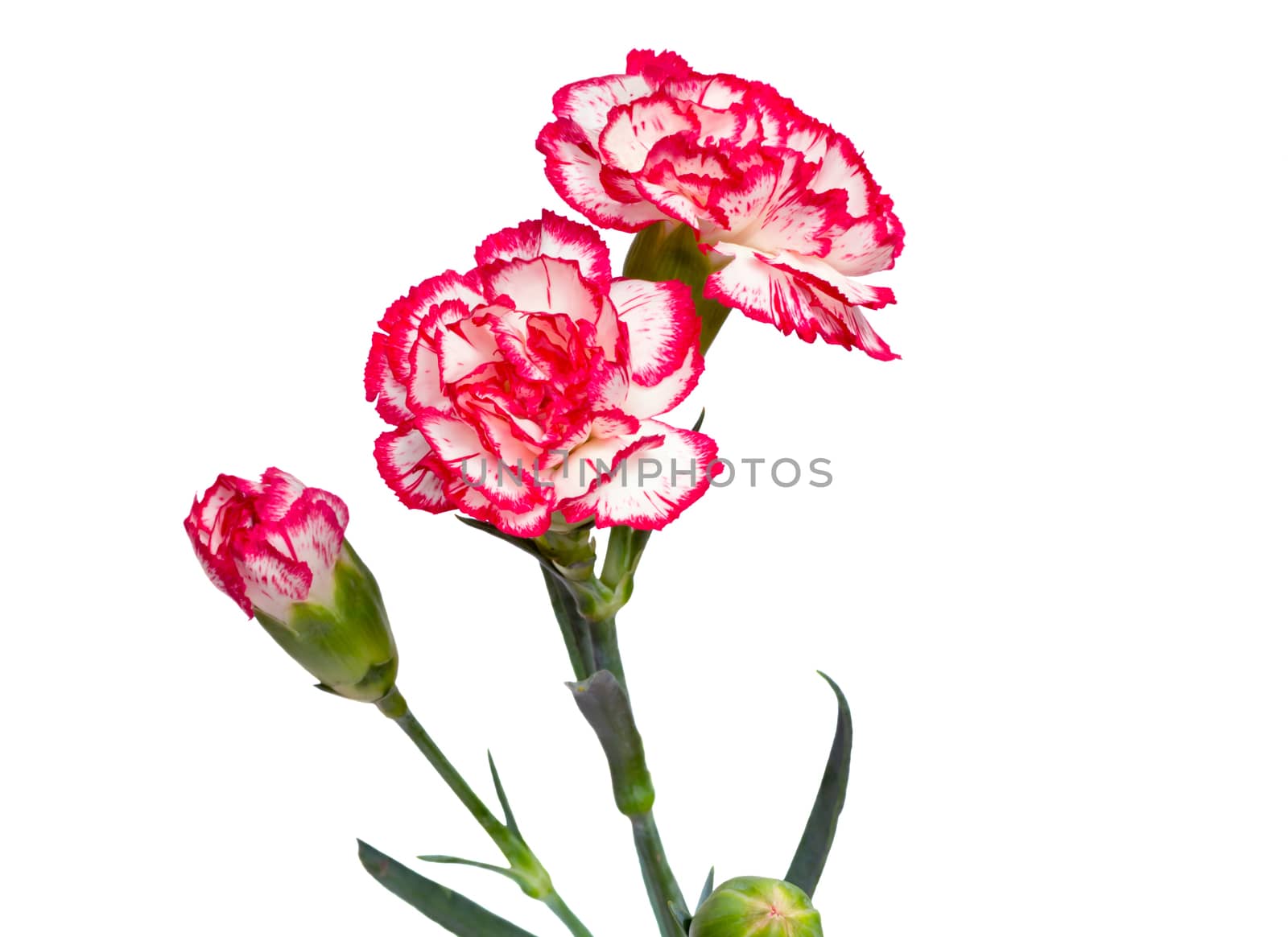 Carnation flowers on a white background. by georgina198