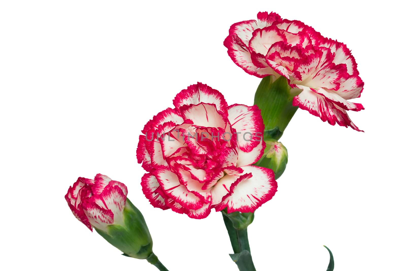 
Beautiful flowers are pink with a white carnation , buds and petals. Presented on a white background.

