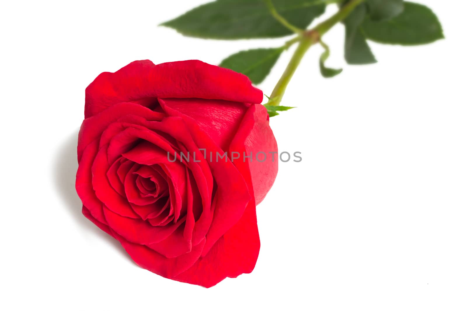 Big beautiful red rose leafs. Presented on a white background.