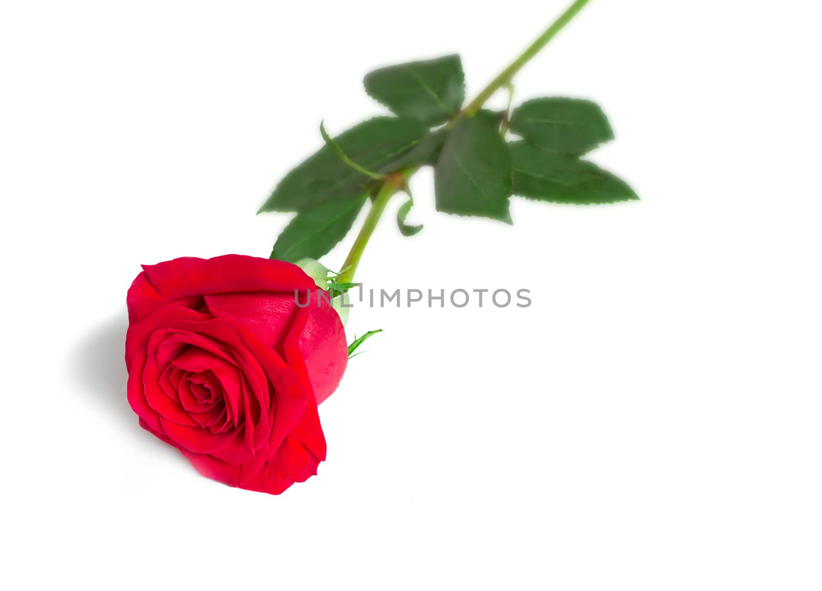 Flower red rose with leaves on a white background. by georgina198