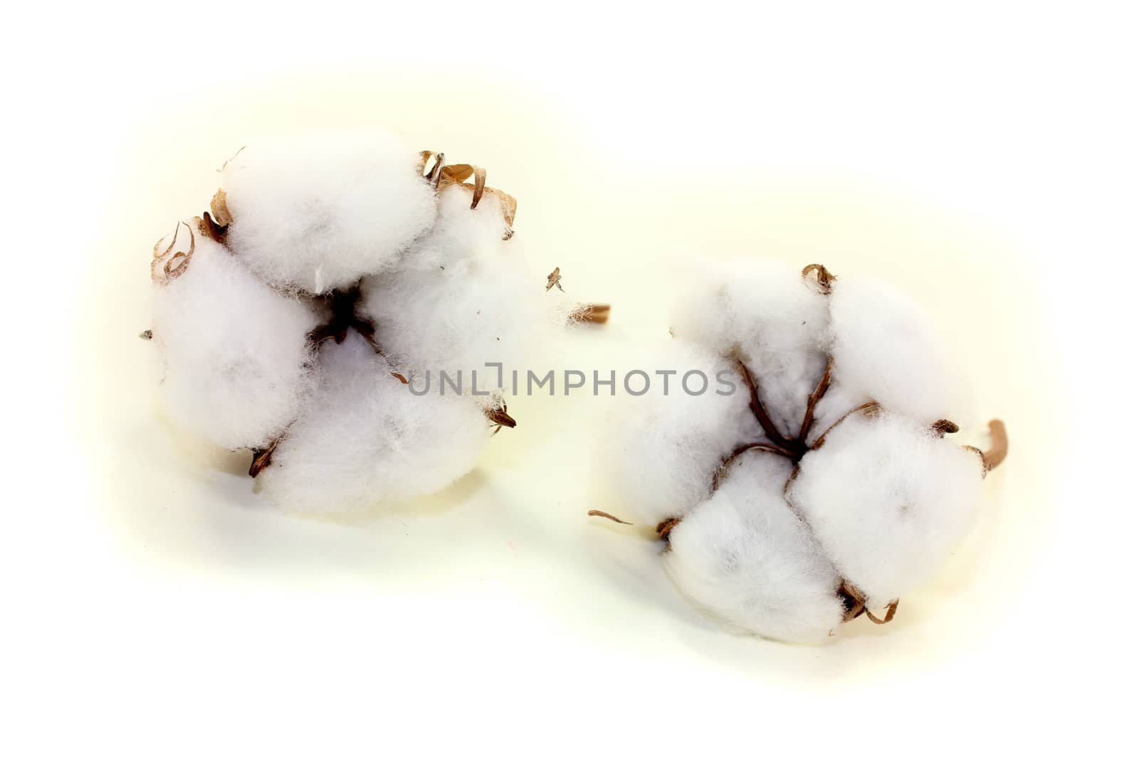 two white cotton on a bright background