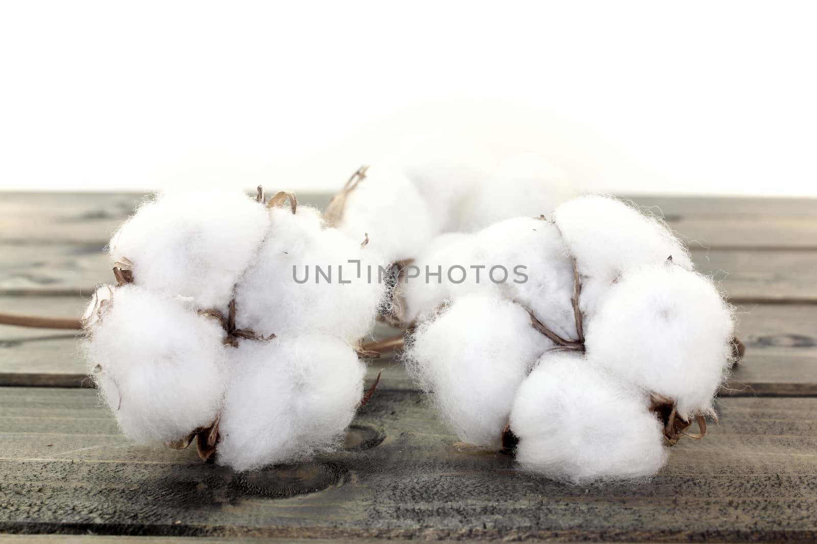 cotton on wood by discovery