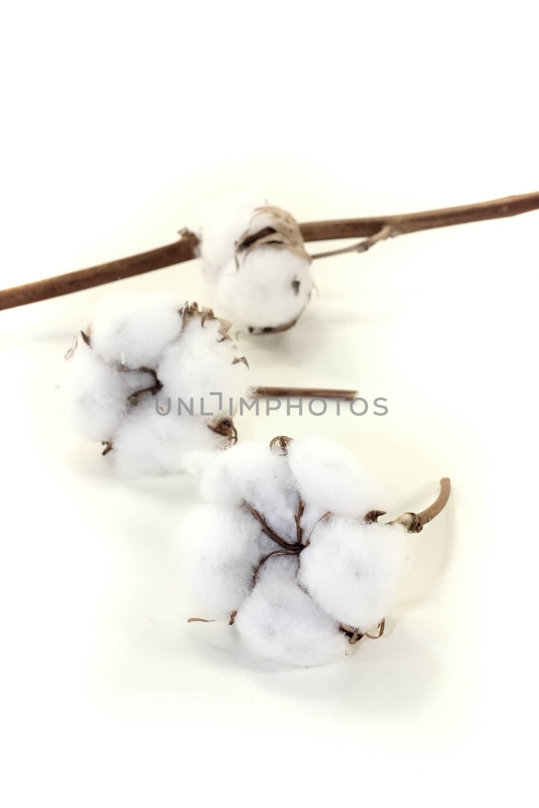 three cotton with twig by discovery