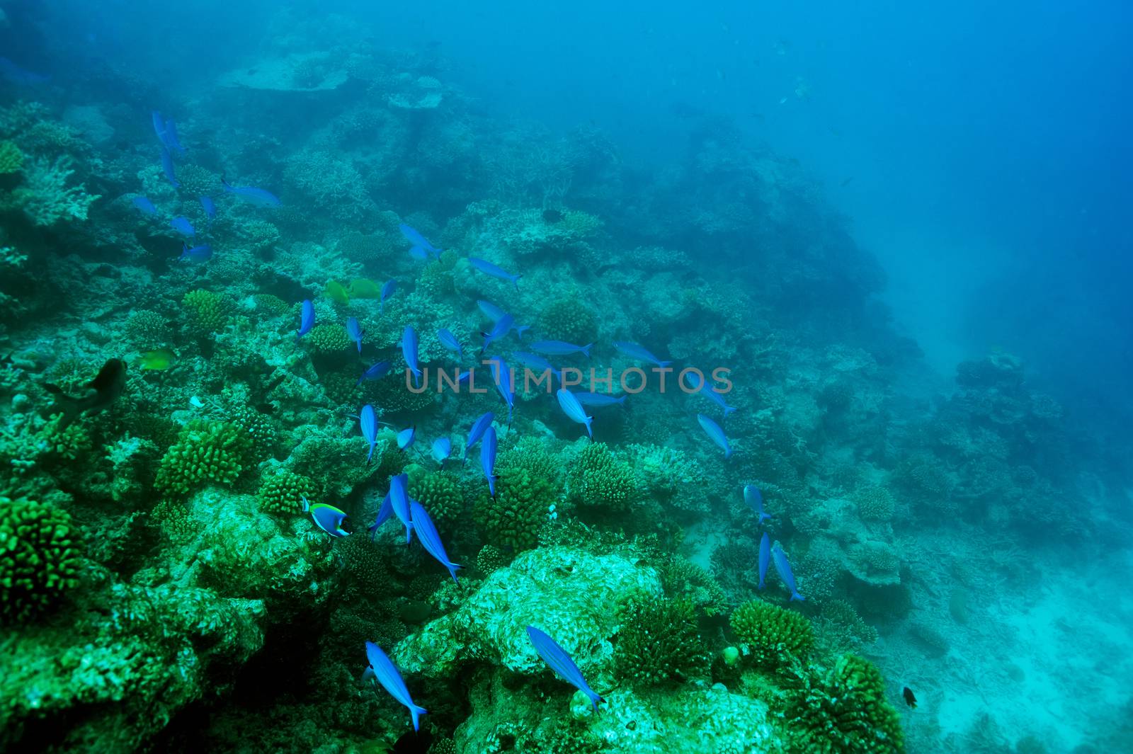 Coral reef at Maldives by haveseen