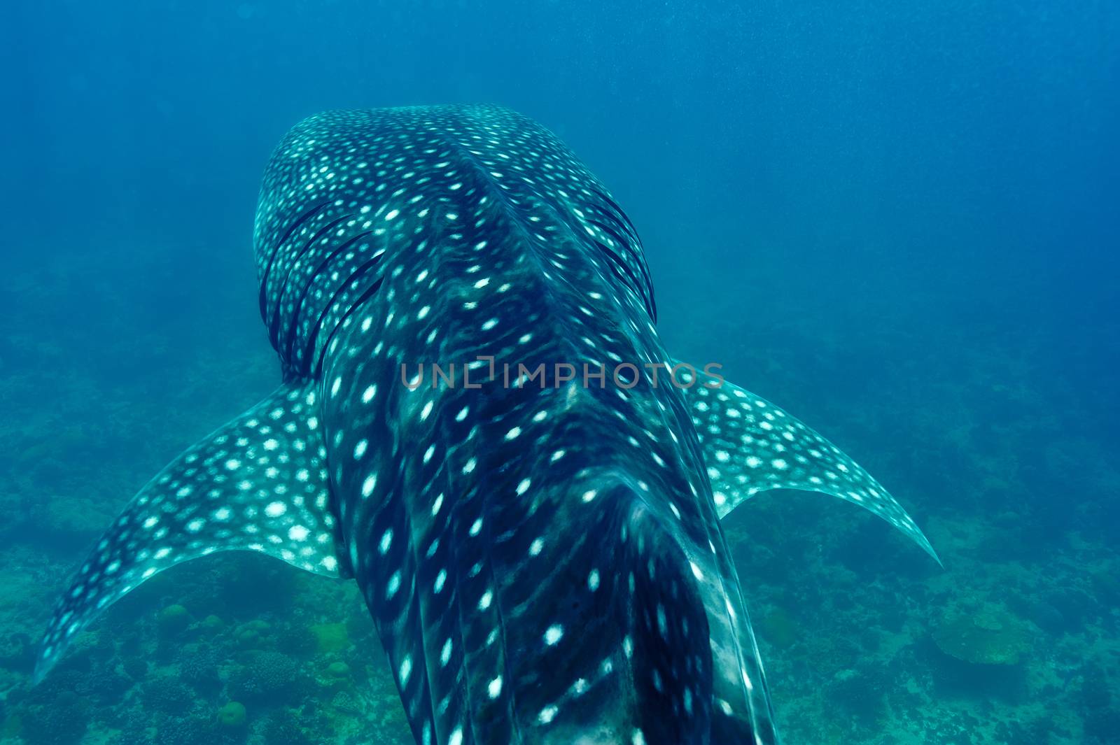 Whale Shark (Rhincodon typus) swimming  in crystal clear blue waters at Maldives