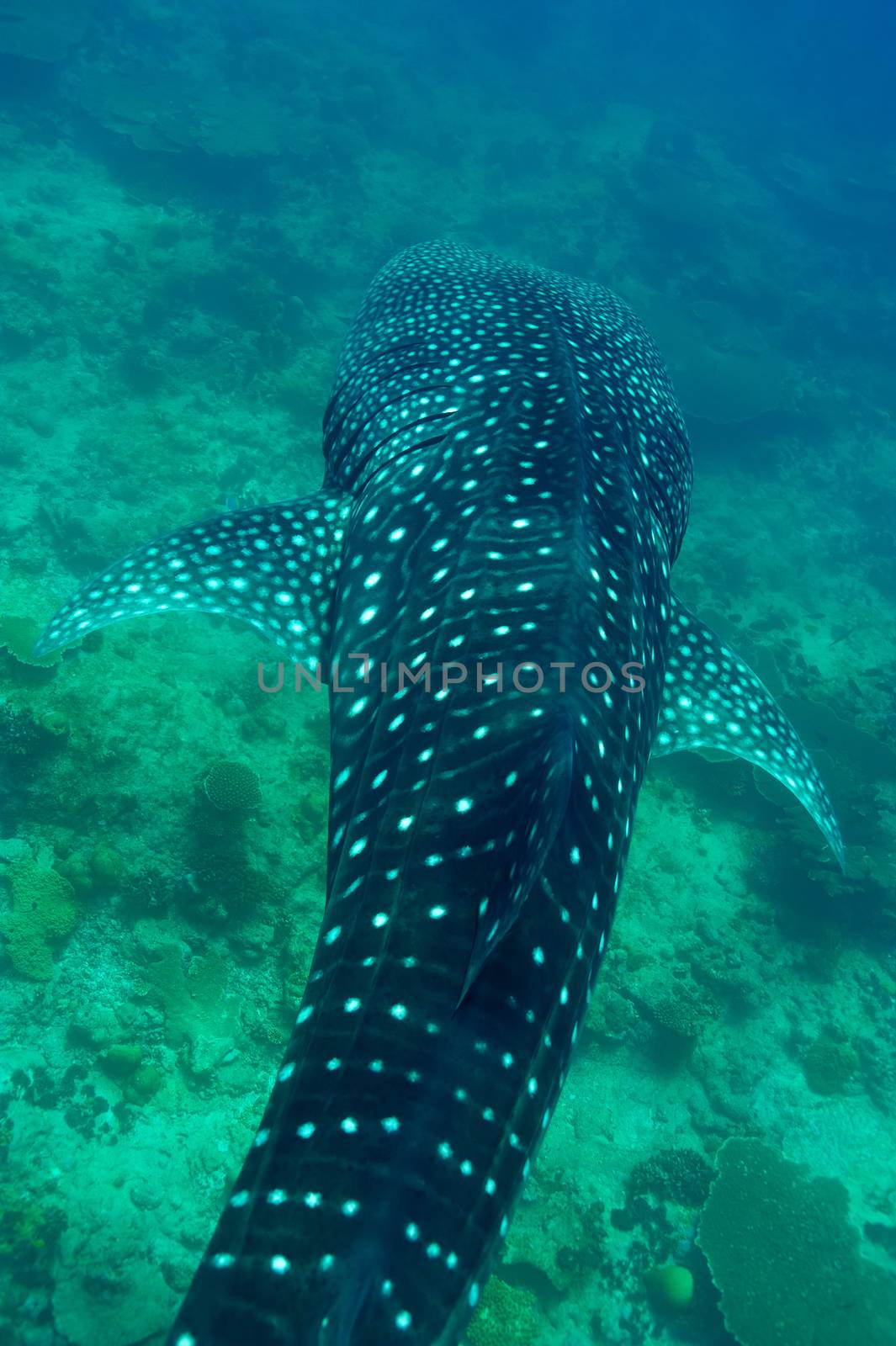 Whale Shark (Rhincodon typus) swimming  in crystal clear blue waters at Maldives