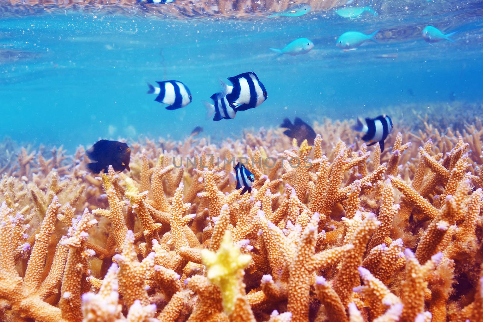 Coral reef at Maldives by haveseen