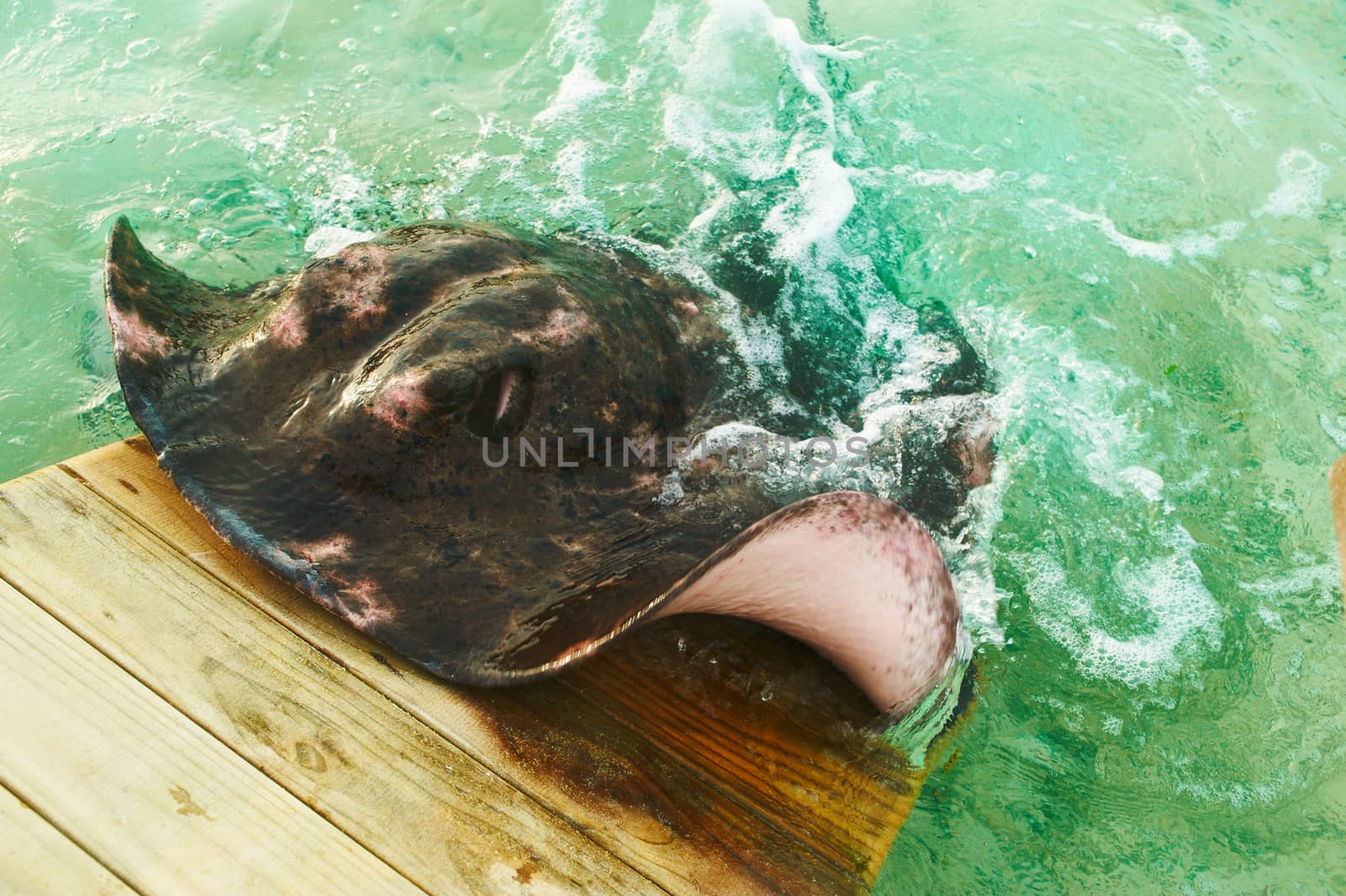 Big stingray emerges from water  
