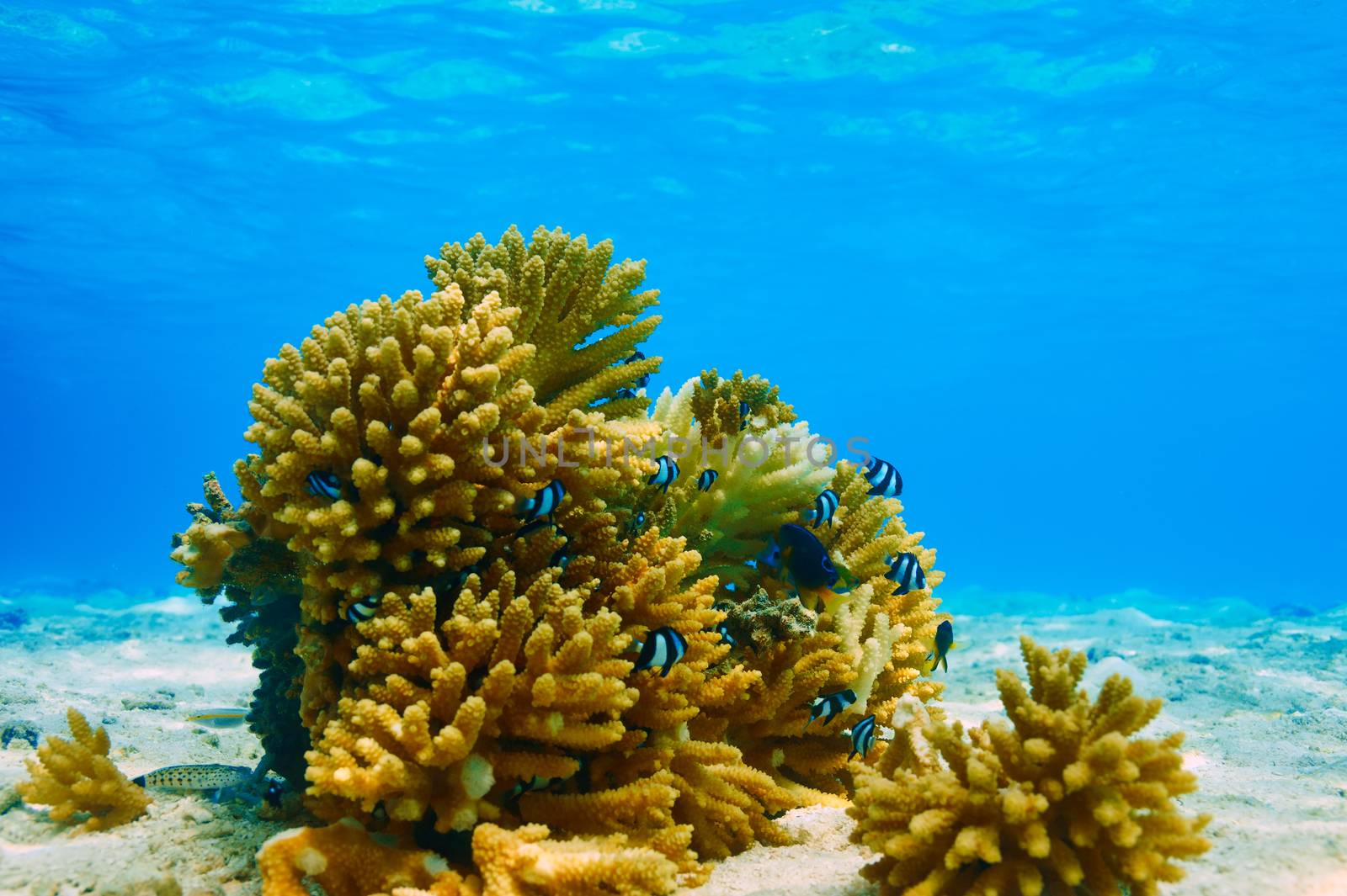 Coral reef at Maldives by haveseen