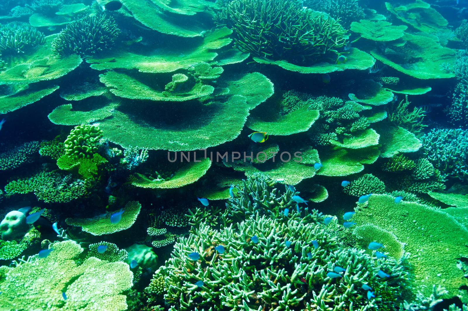 Coral reef at Maldives by haveseen