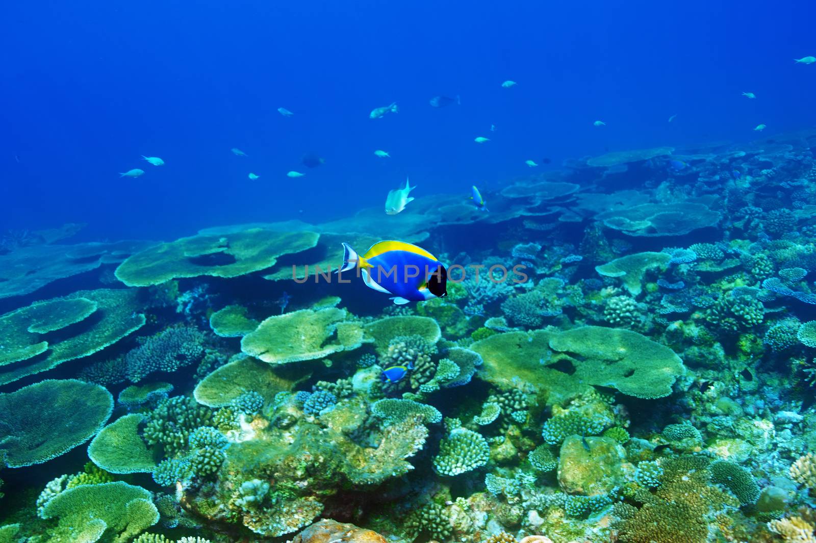 Coral reef at Maldives by haveseen