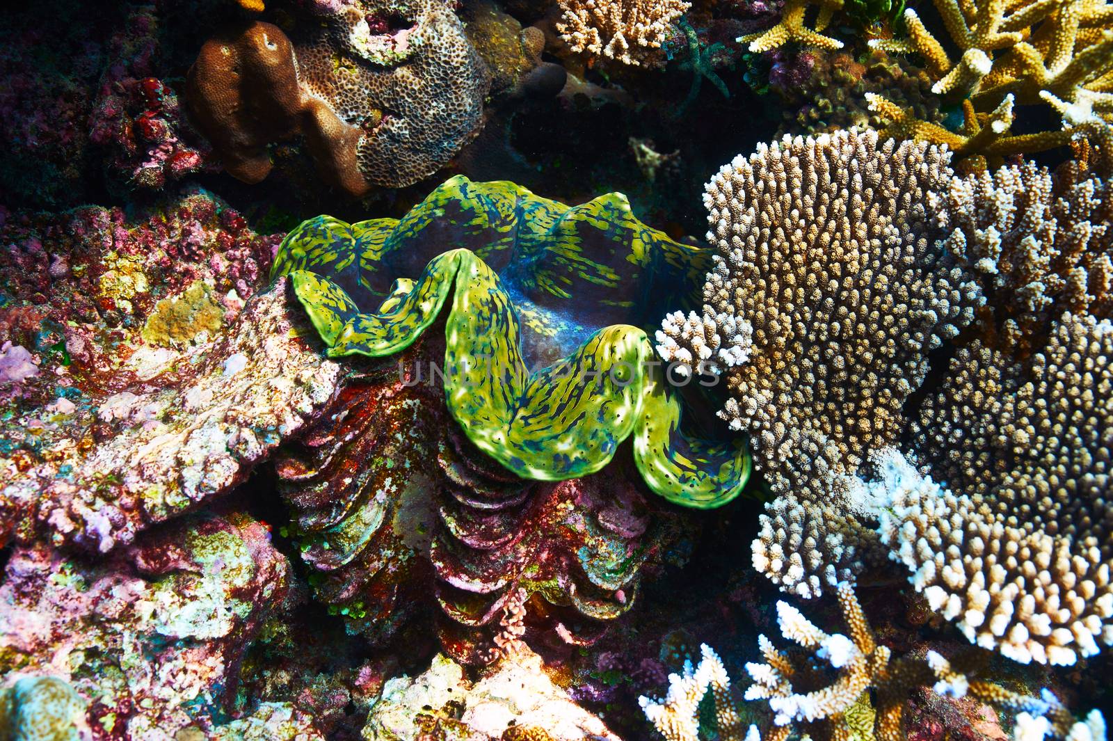 Giant clam at the tropical coral reef by haveseen