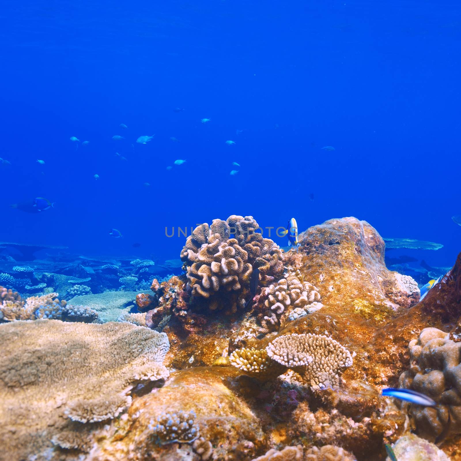 Coral reef at Maldives by haveseen