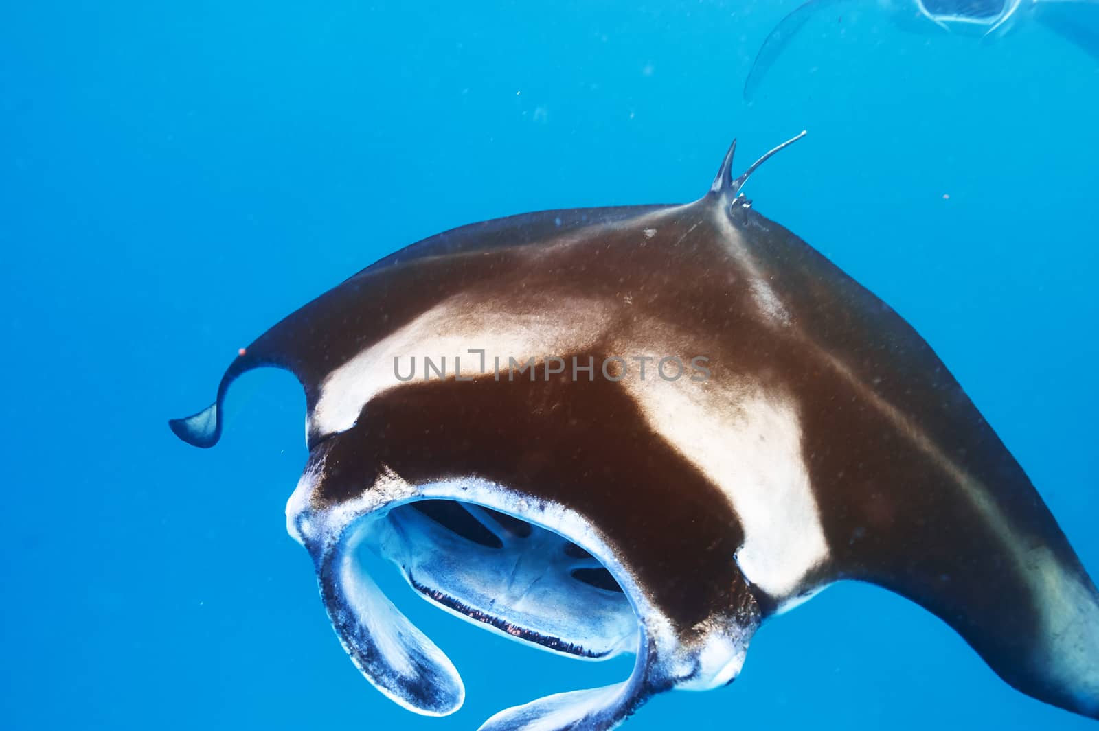 Manta ray floating underwater among plankton