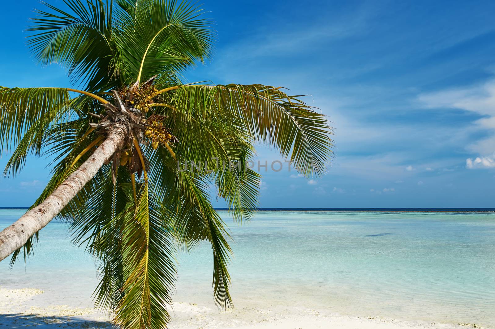 Beautiful island beach with palm tree at Maldives