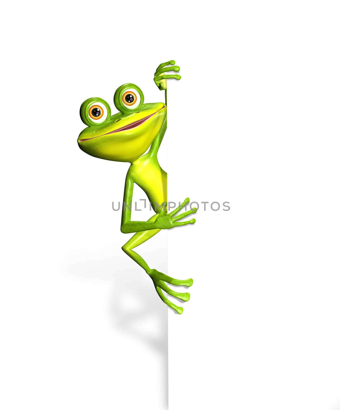 Frog and white background by brux