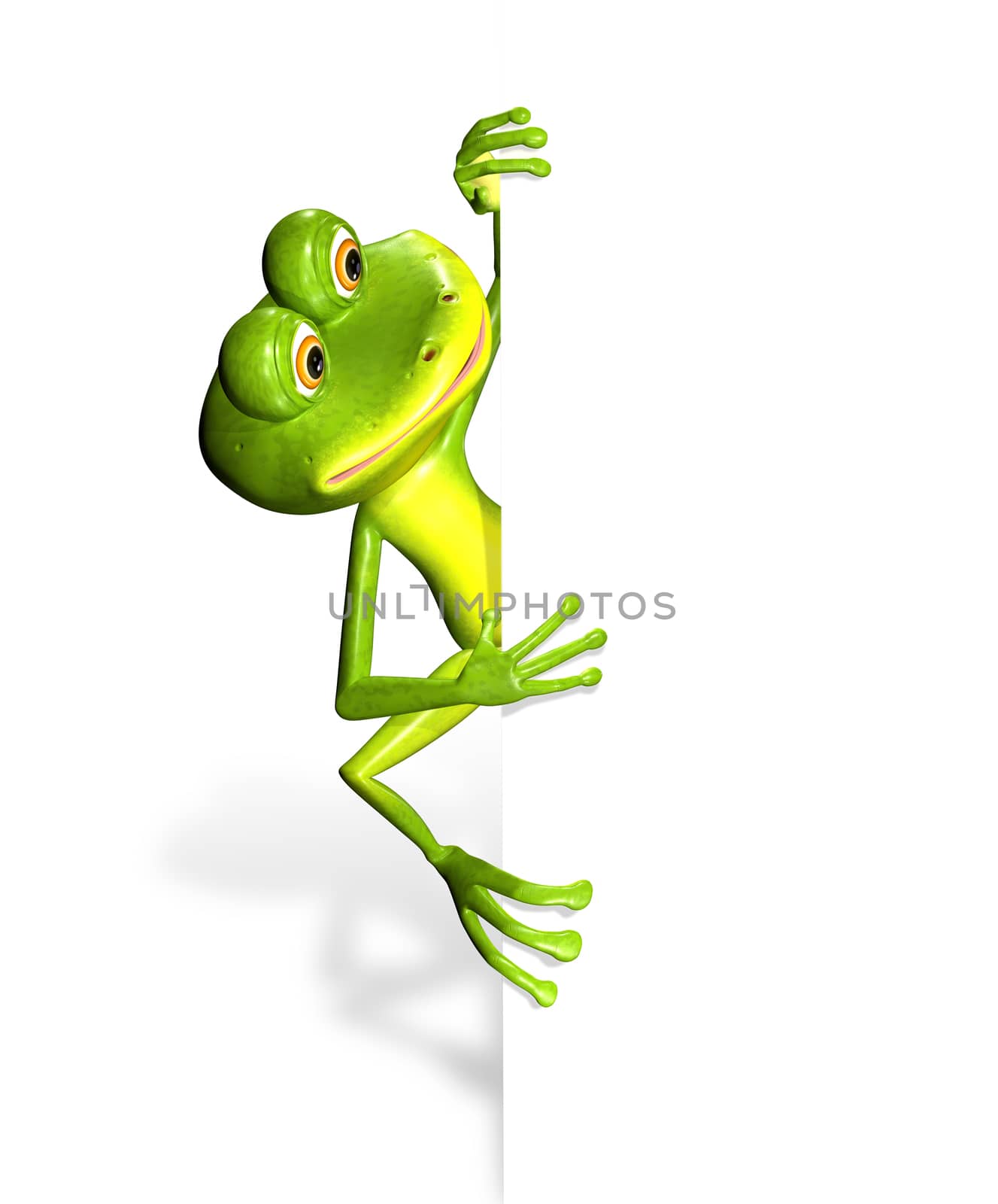 Frog and white background by brux