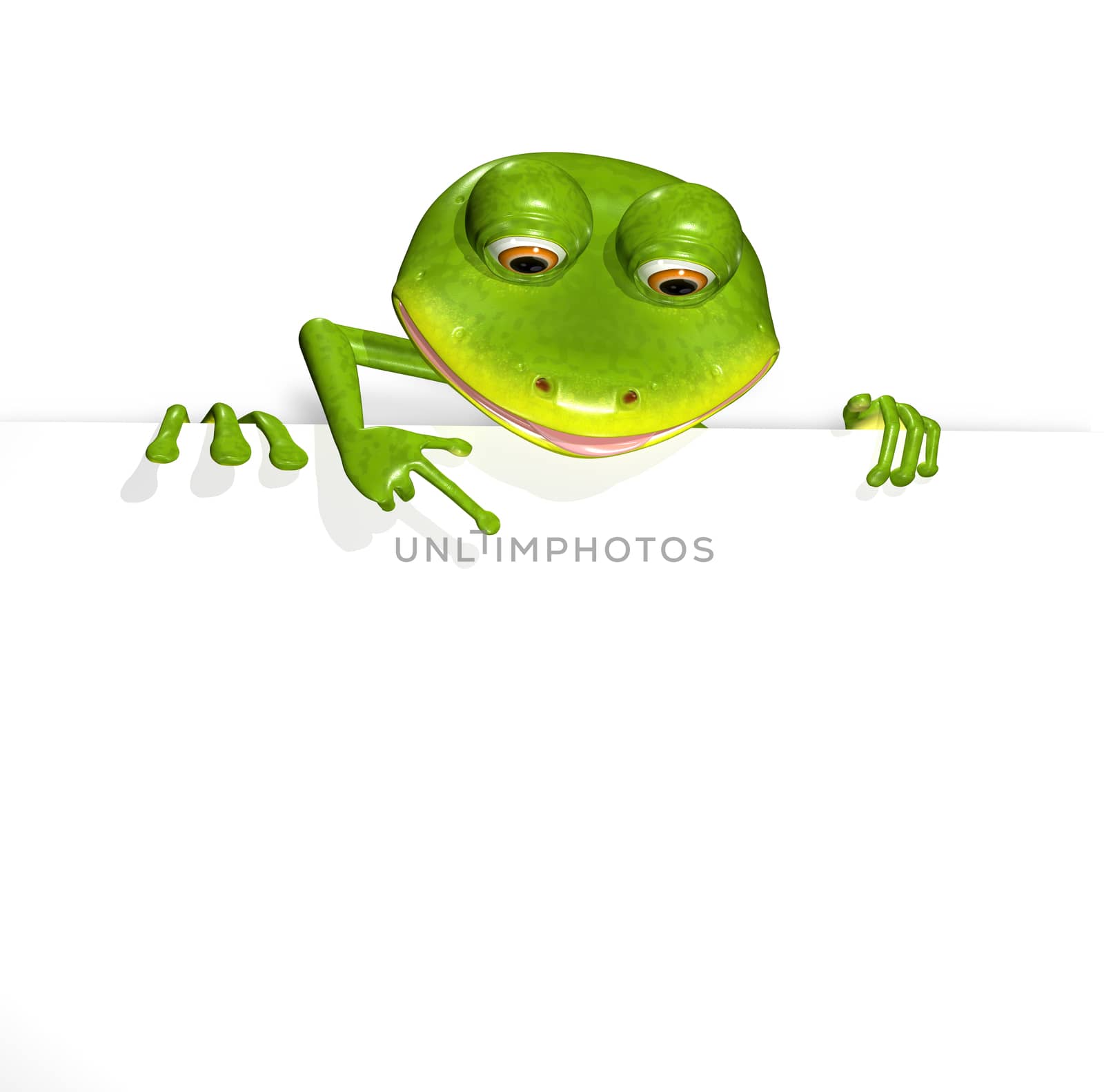 Frog and white background by brux