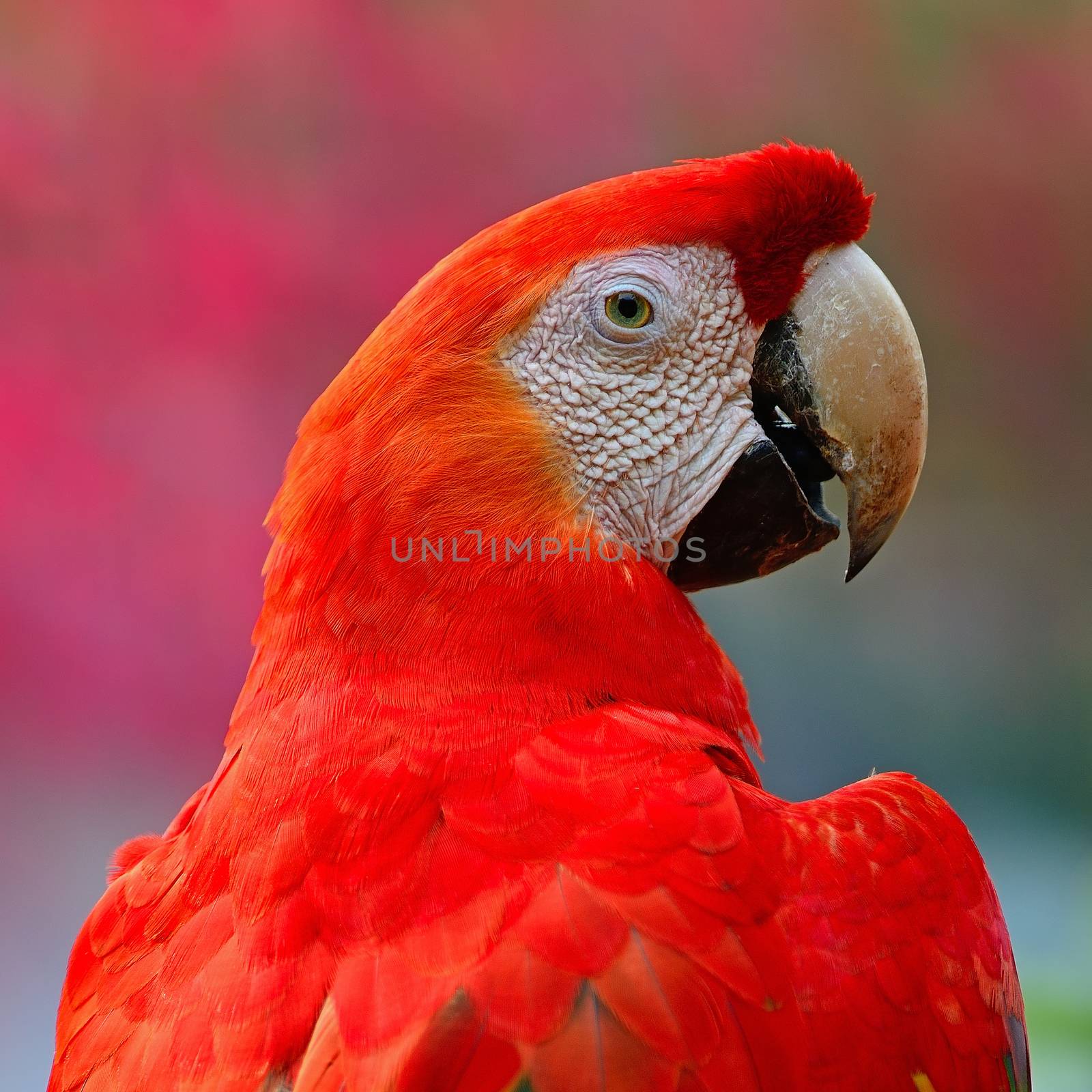 Scarlet Macaw by panuruangjan