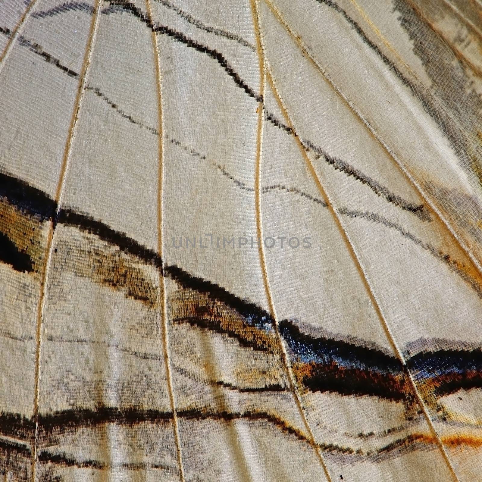 Macro closeup of butterfly wing background pattern