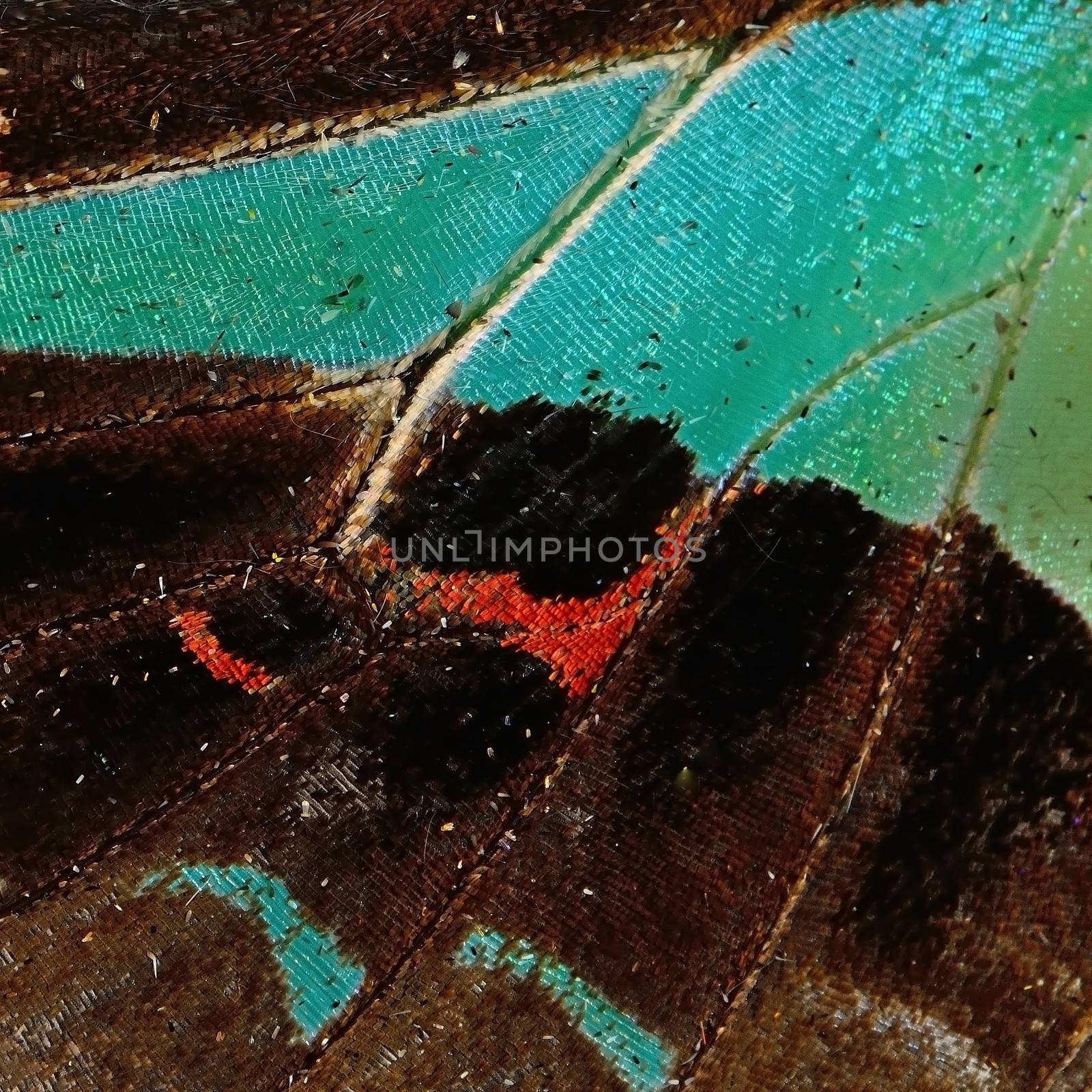 Macro closeup of butterfly wing background pattern