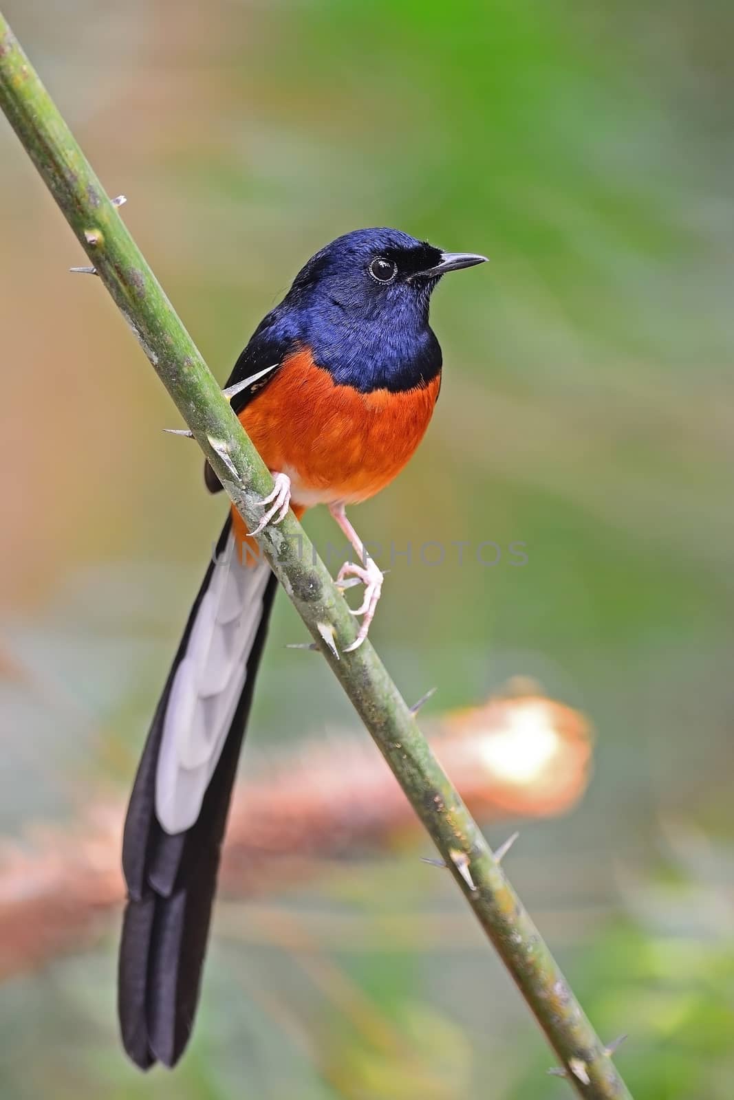 Beautiful song bird, male White-rumped Shama (Copsychus malabaricus), standing on a branch, breast profile