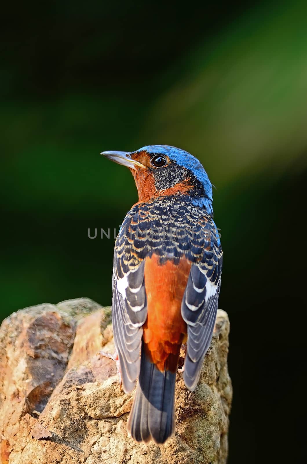 Beautiful Rock-Thrush bird, male White-throated Rock-Thrush (Monticola gularis), sitting on the rock, back profile