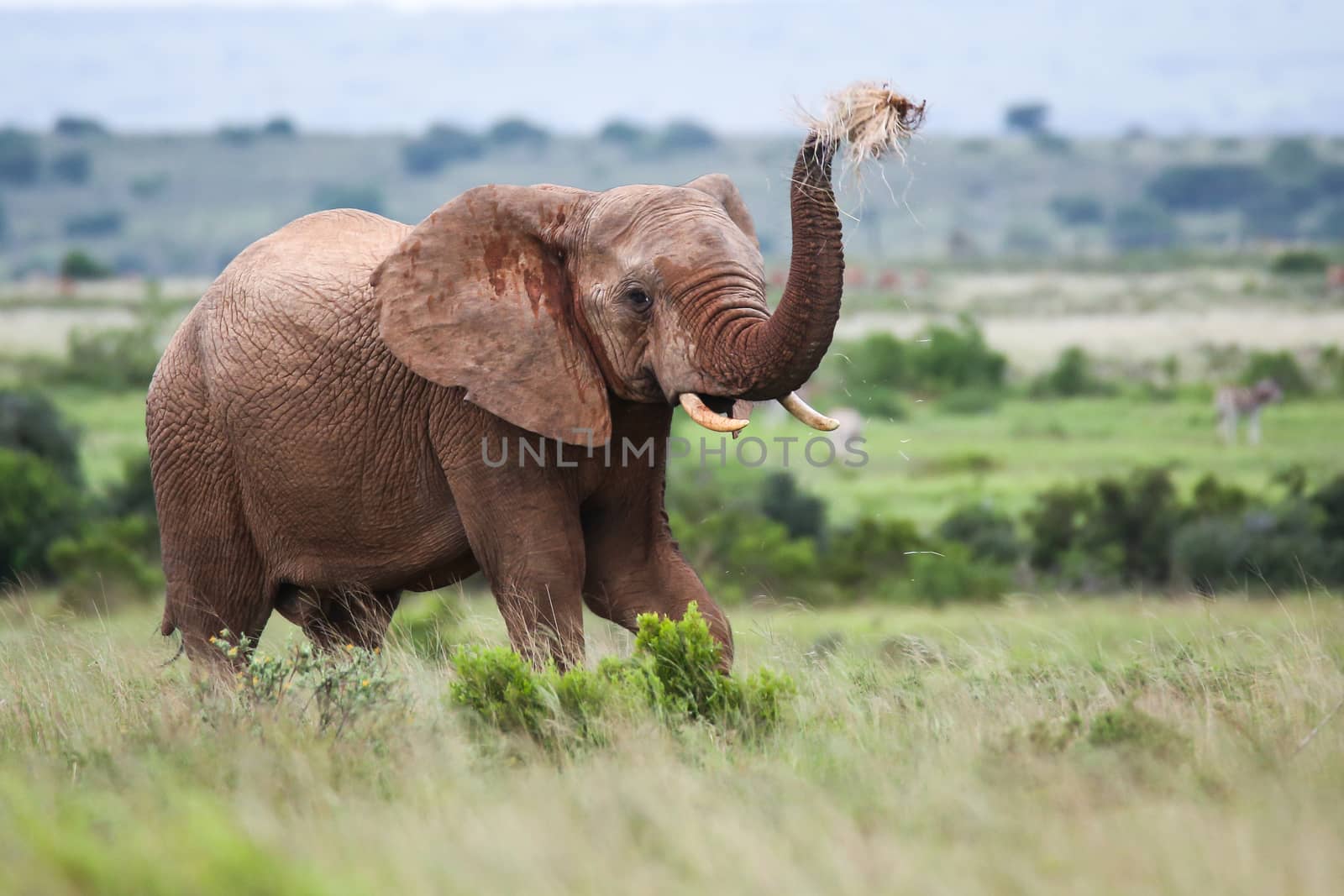 African elephant throwing grass in the air with it's trunk