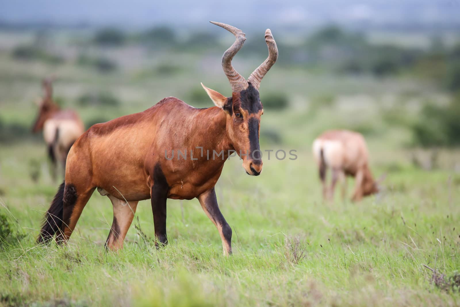 A big male Red Hartebeest antelope crossing the African savannah