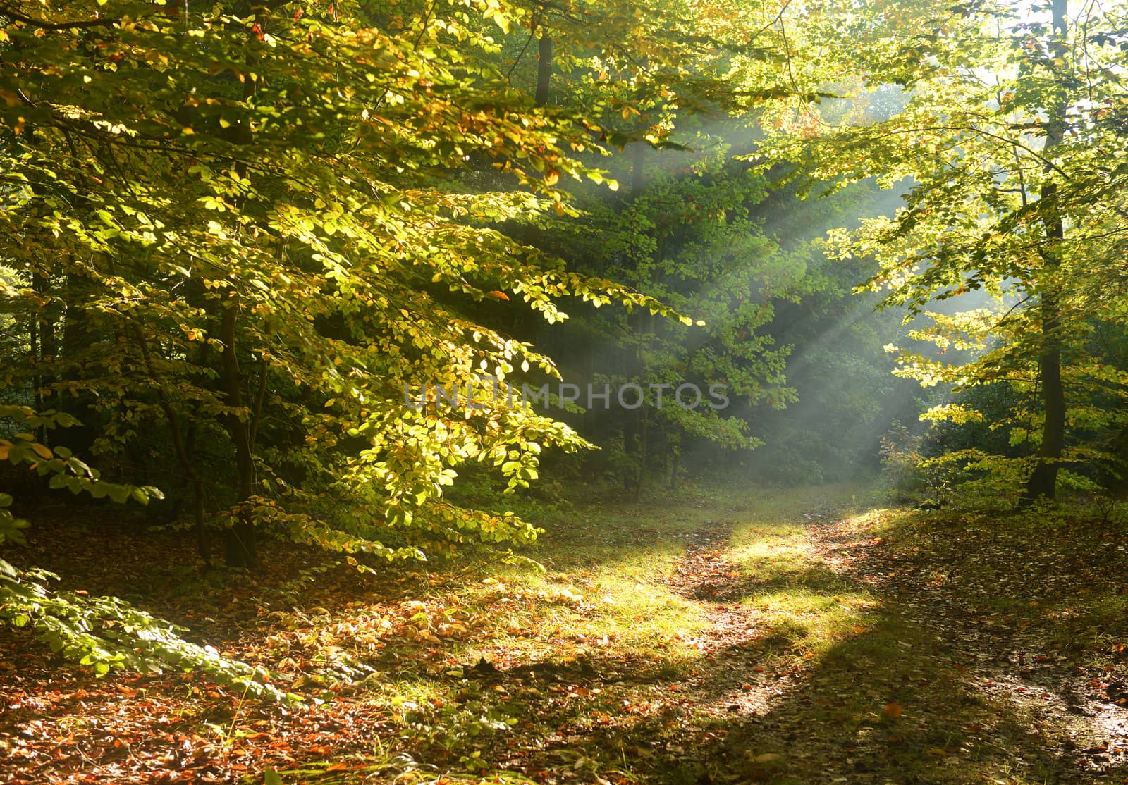 Beautiful morning in autumn forest