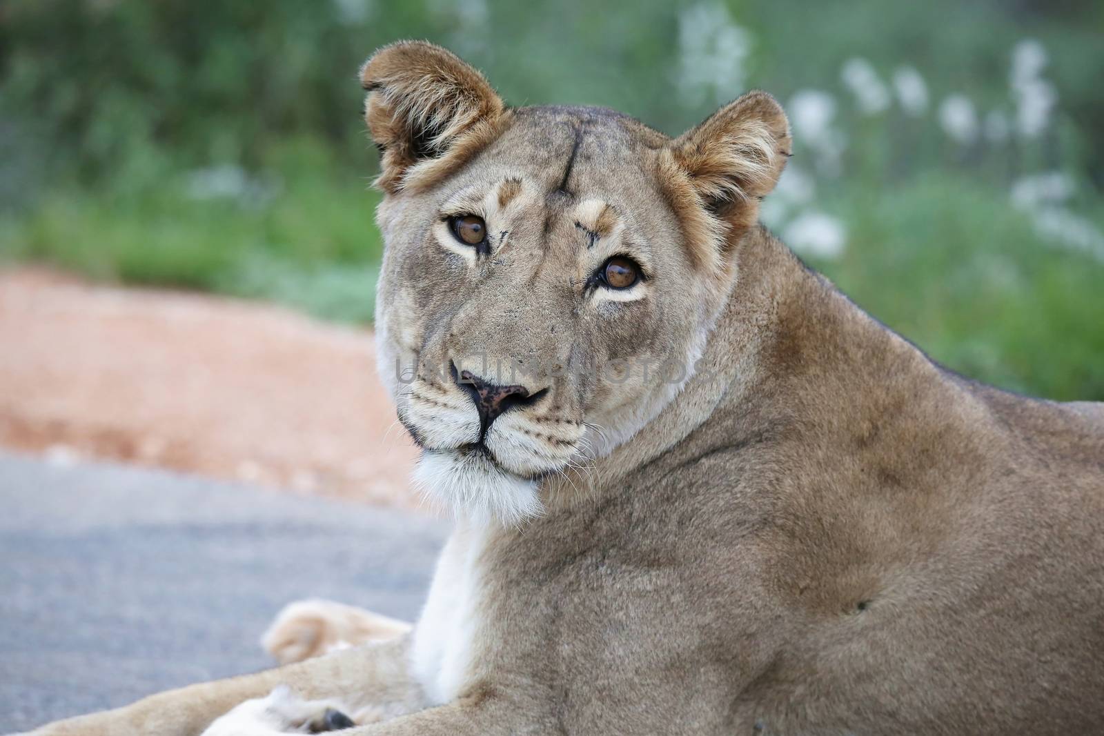 Portrait of a very beautiful lioness with spotty nose