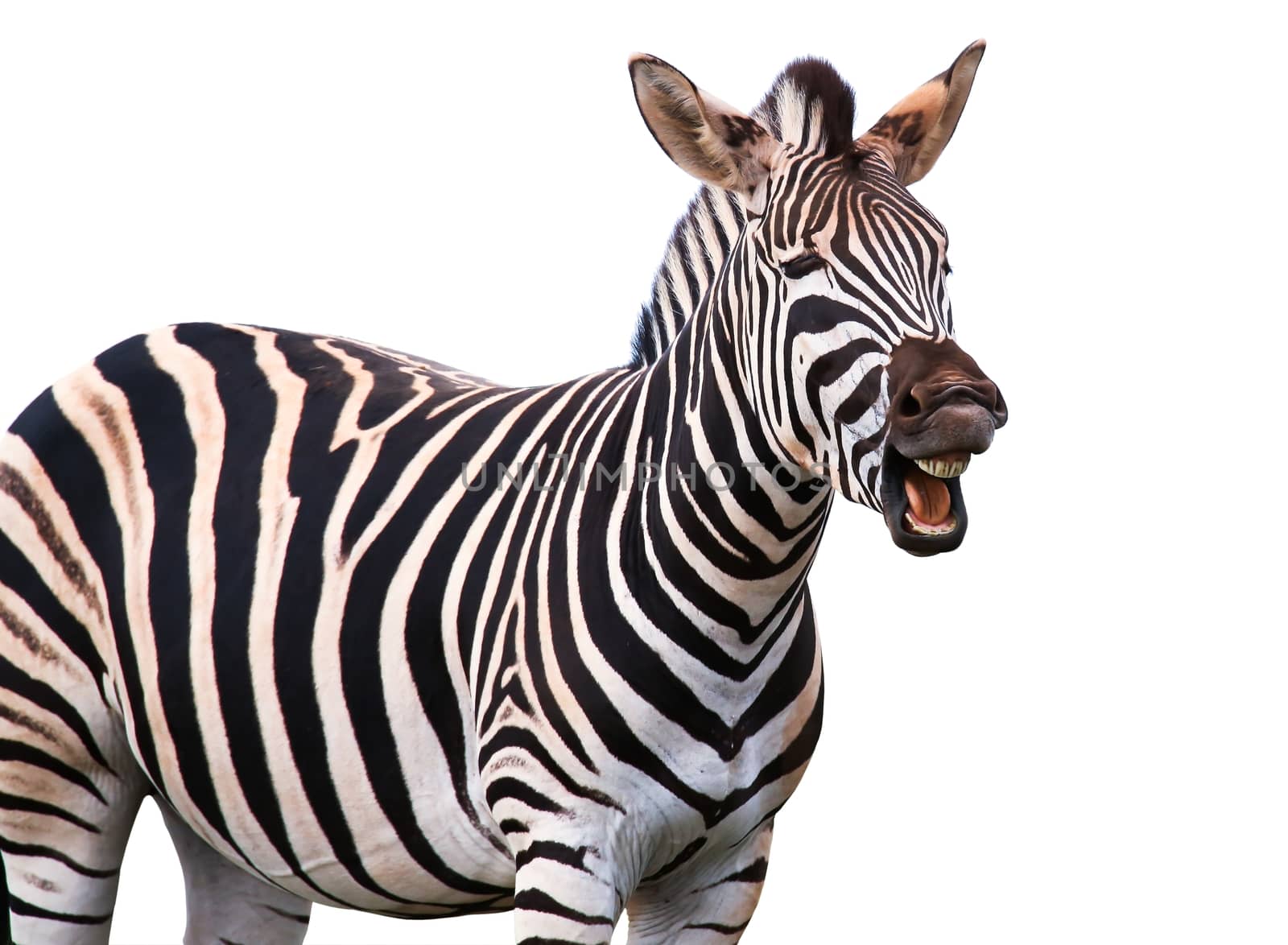 Zebra with a funny expression so that he looks like he is talking of laughing