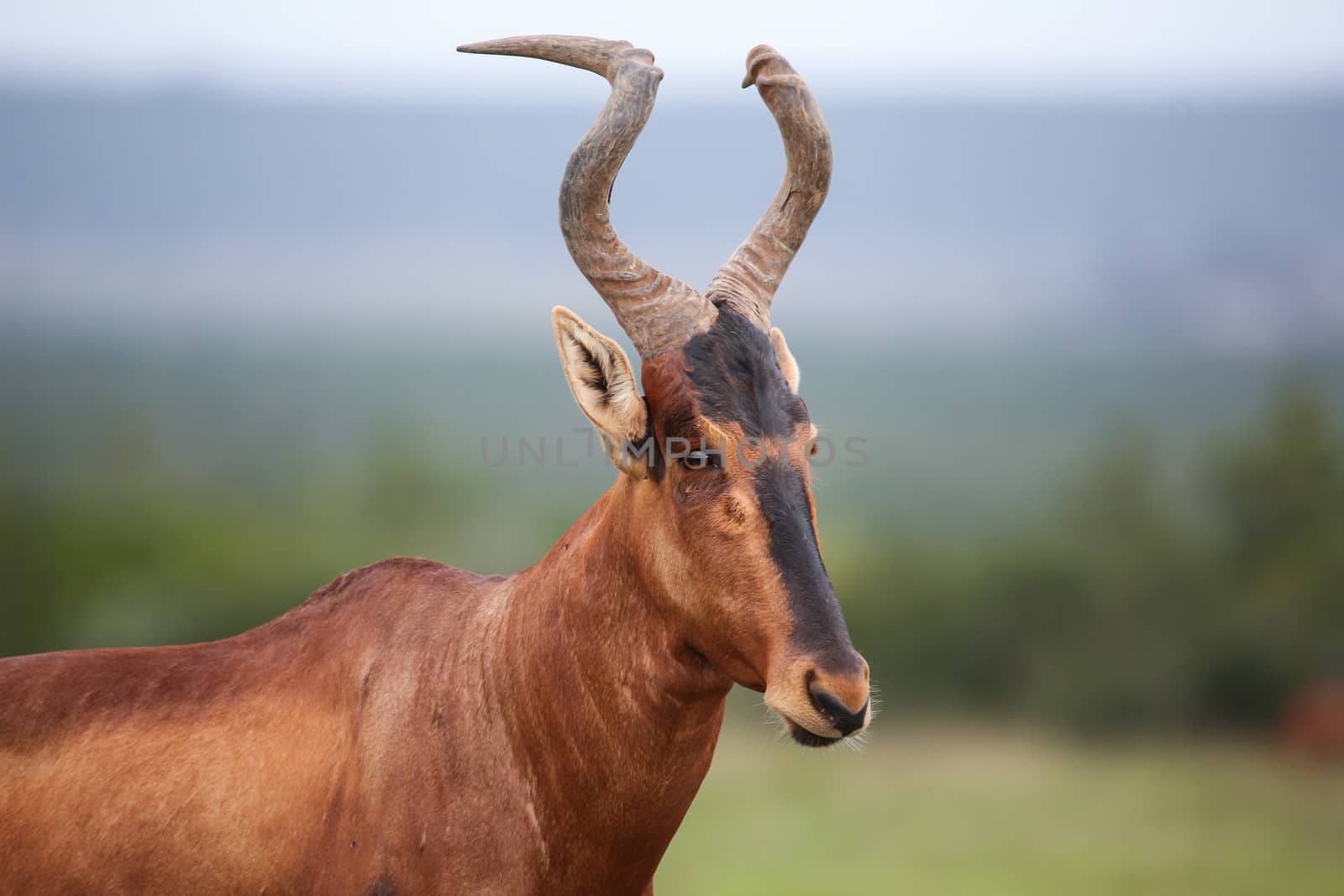 A big male Red Hartebeest antelope crossing the African savannah