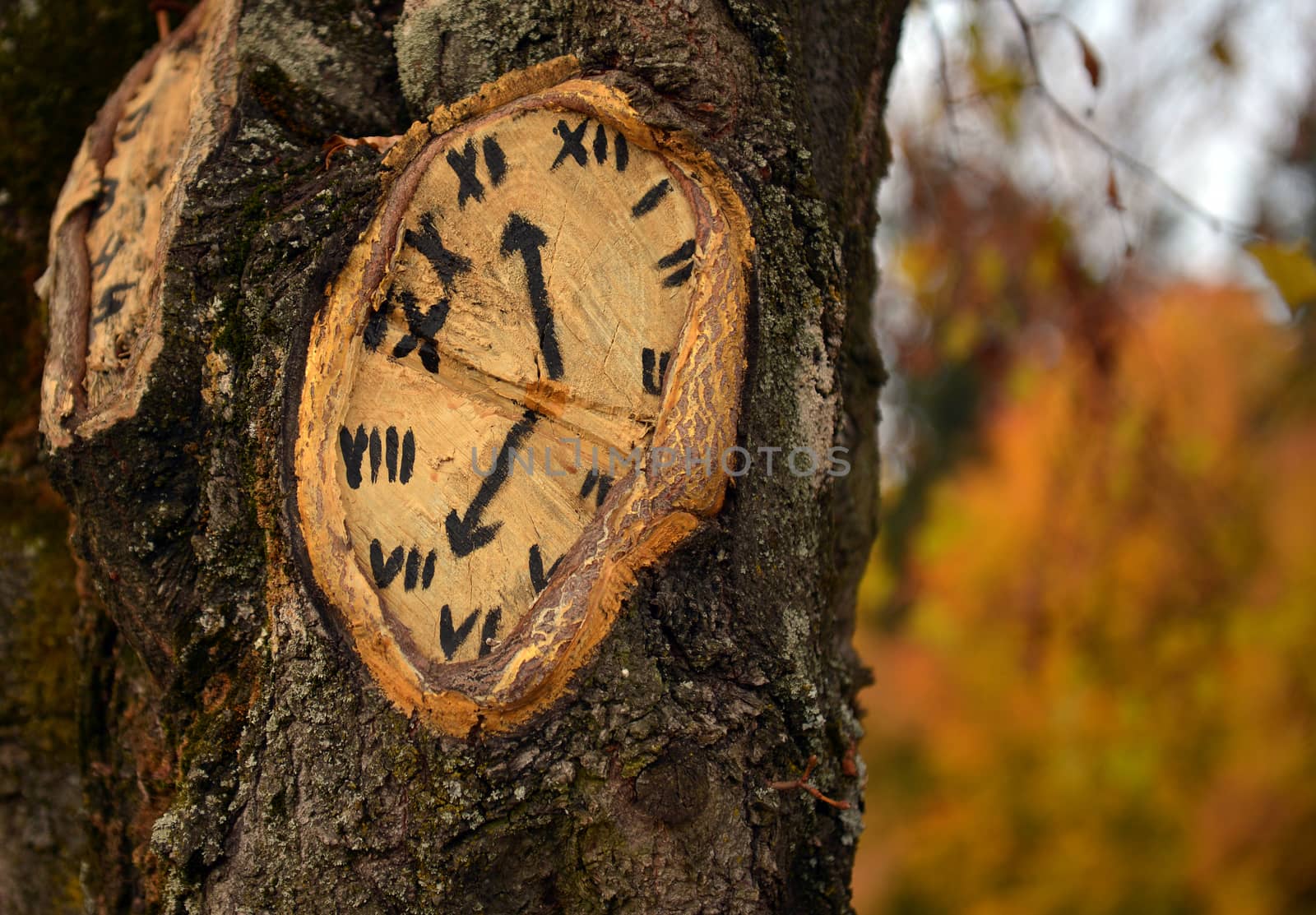 Clock painted on old tree in autumn forest
