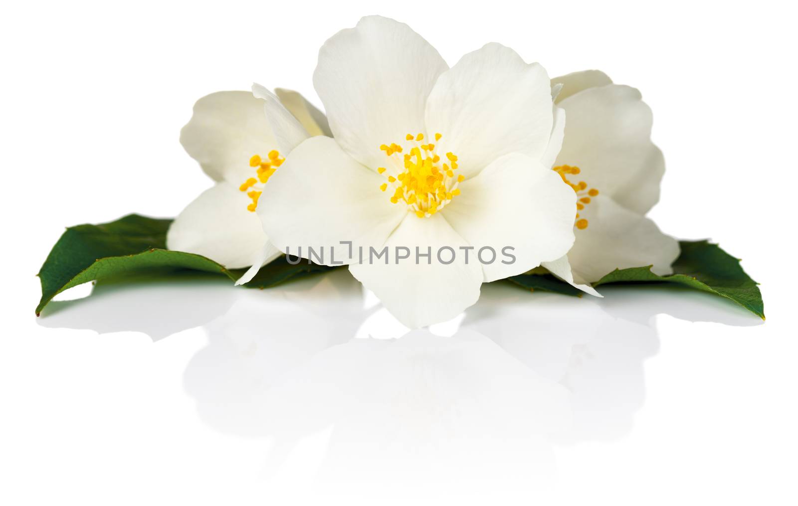 Jasmine flowers with green leaves on white background. Macro shot