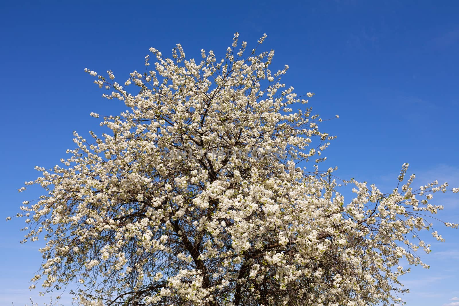 Big fruit tree blooming in white flowers. by westernstudio