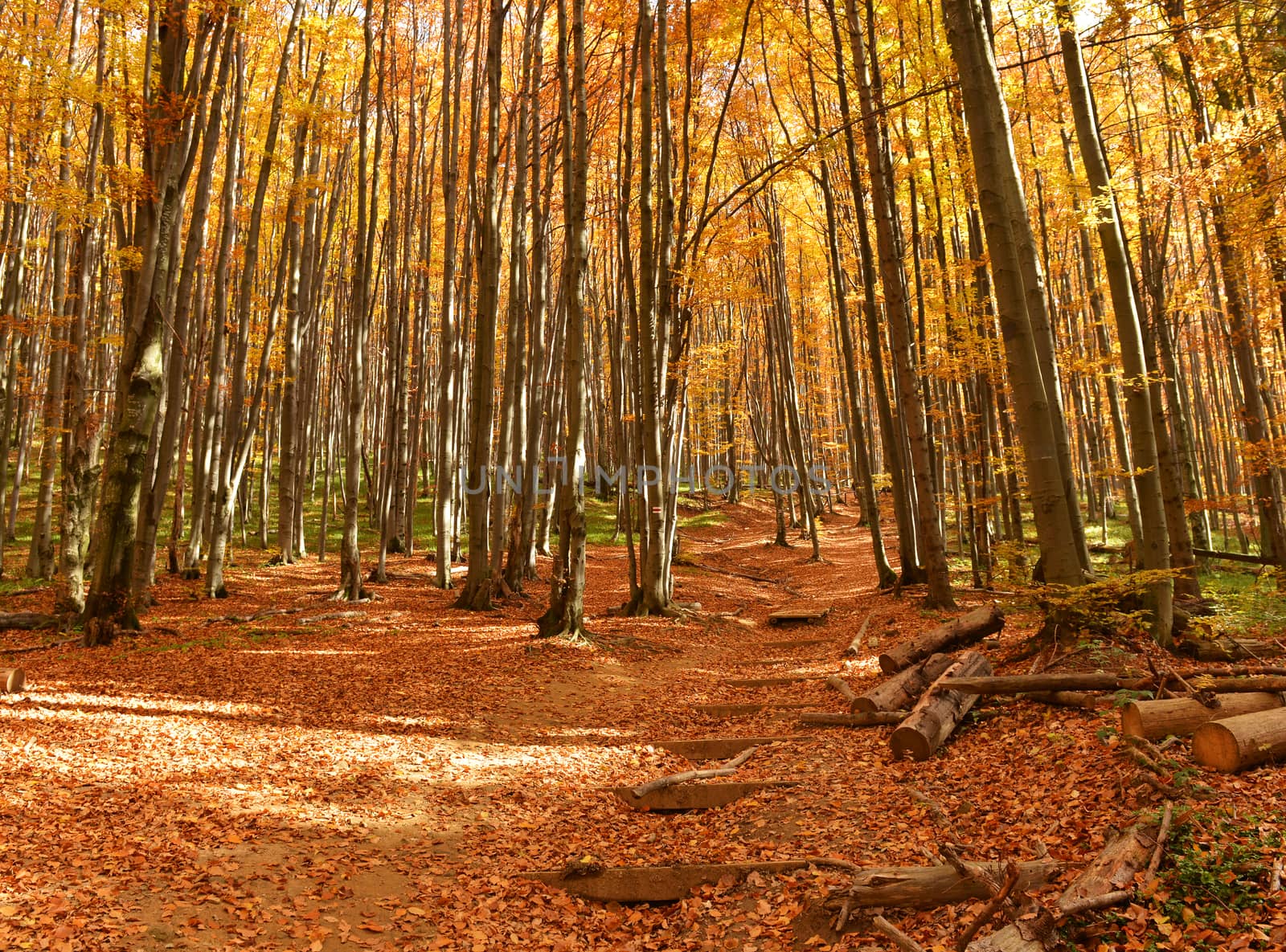 Beautiful autumn forest in Poland - Bieszczady mountains