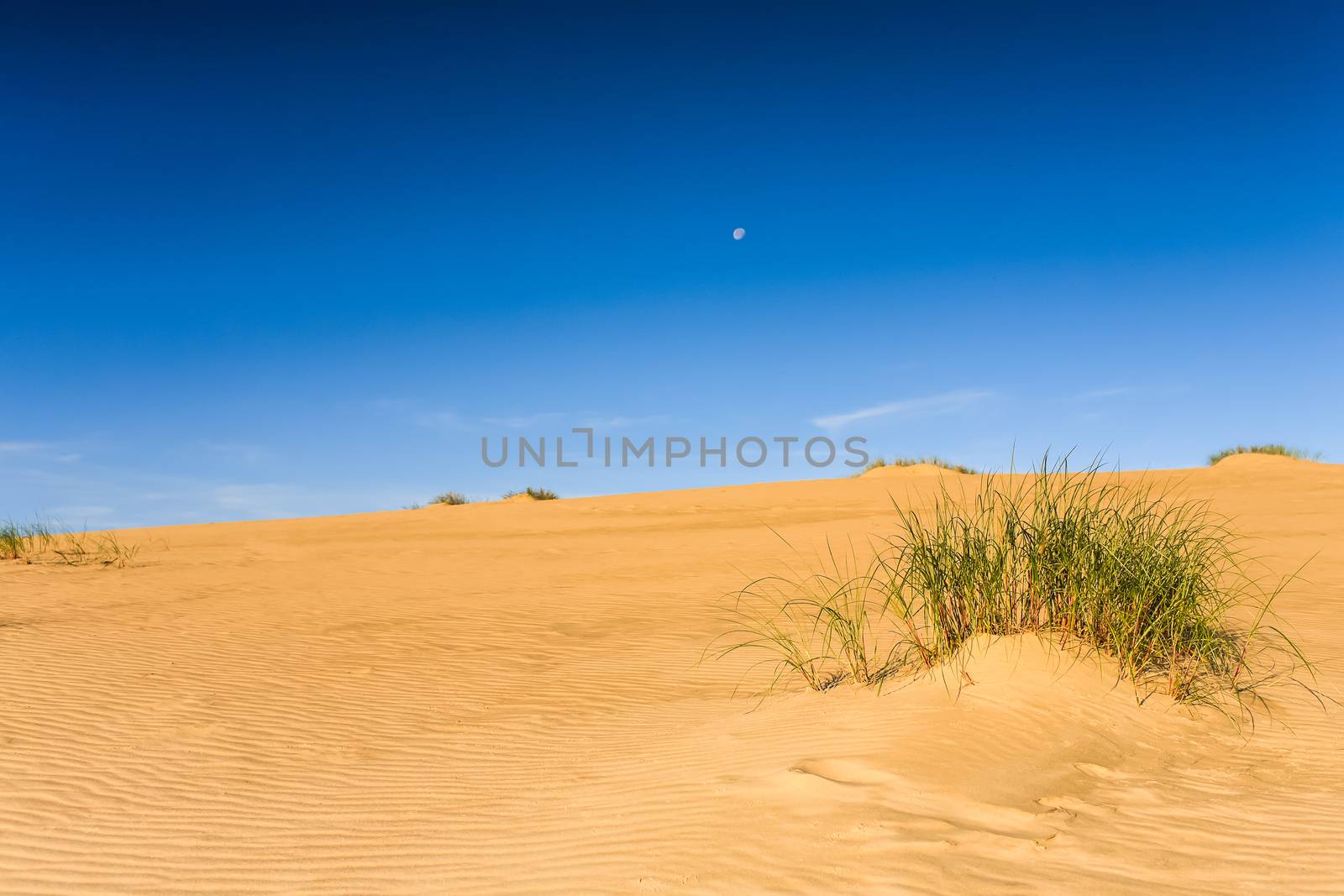 Photo presents sandy dune with visible green plants , in background blue cloudless sky.