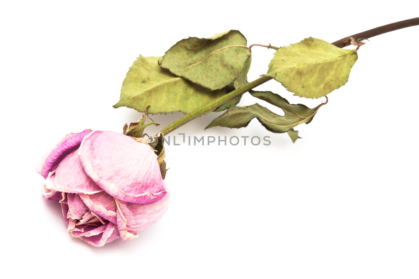 one dry roses on a white background