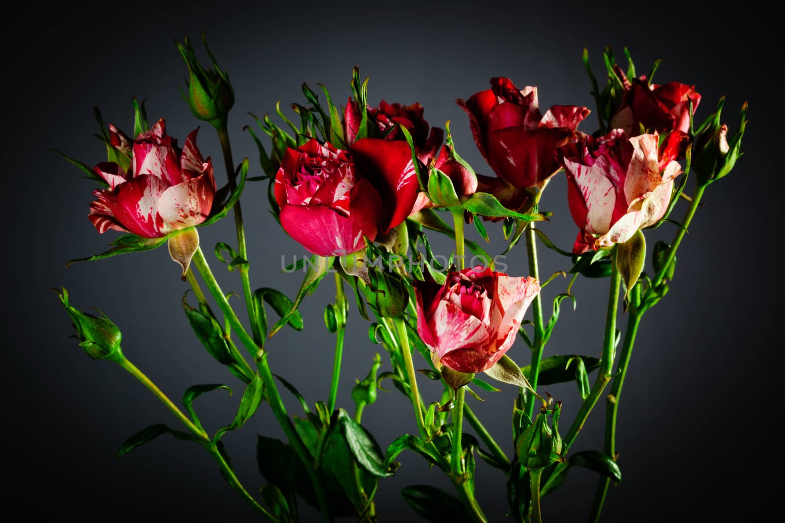 roses close up by terex