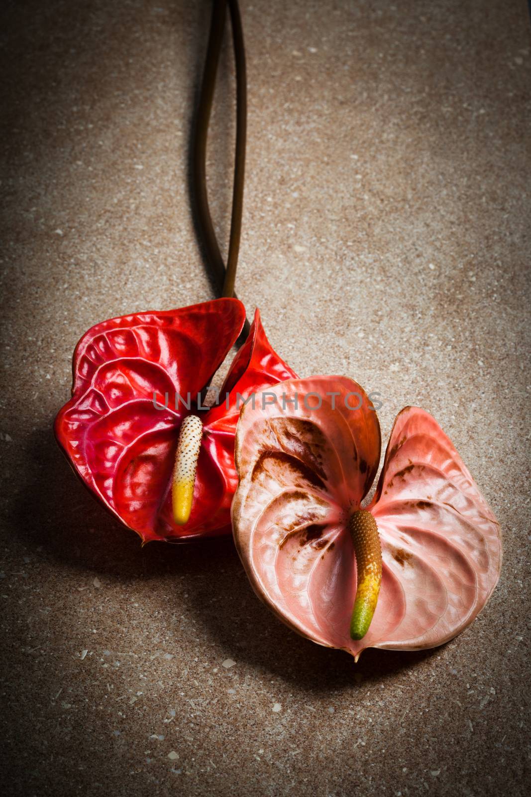 beautiful two anthurium on a brown marble