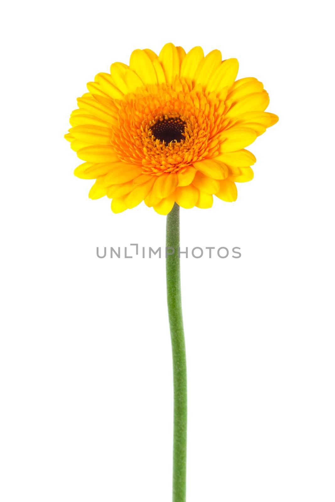 Beautiful yellow gerber on a white background