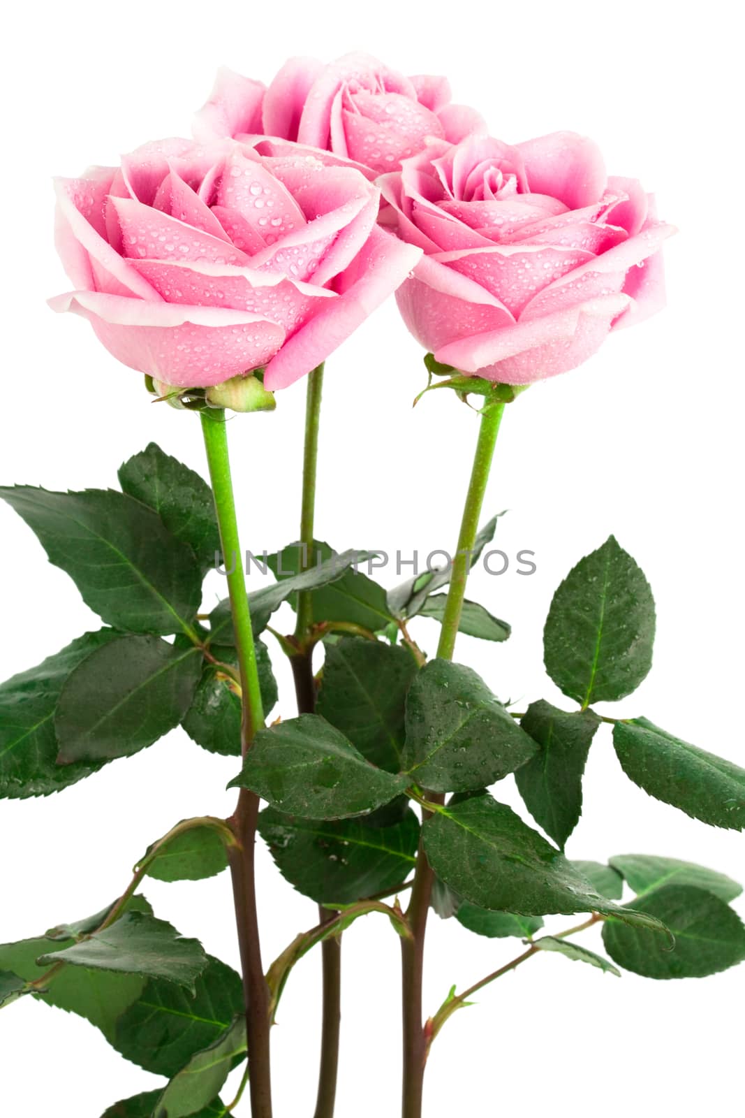 beautiful roses by terex