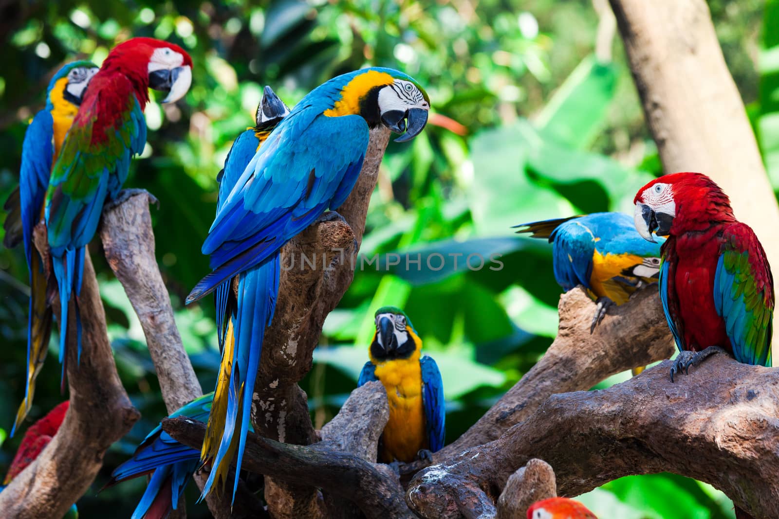 group of beautiful parrots in a tree