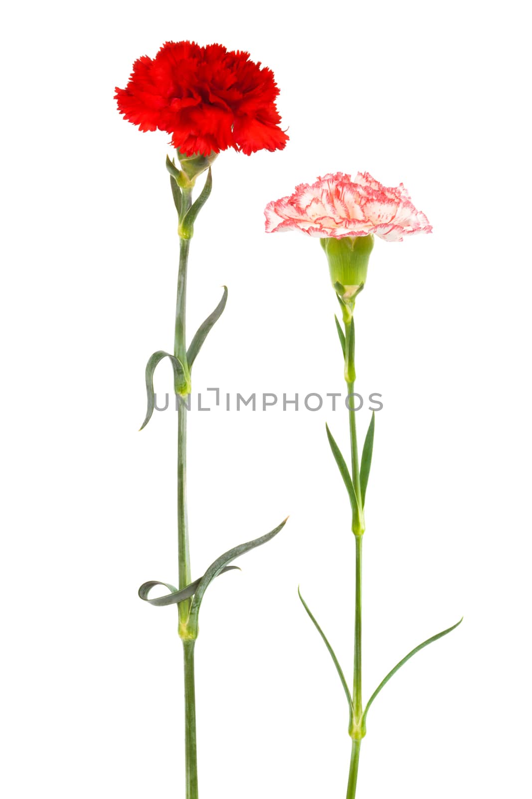 two fresh carnation on a white background