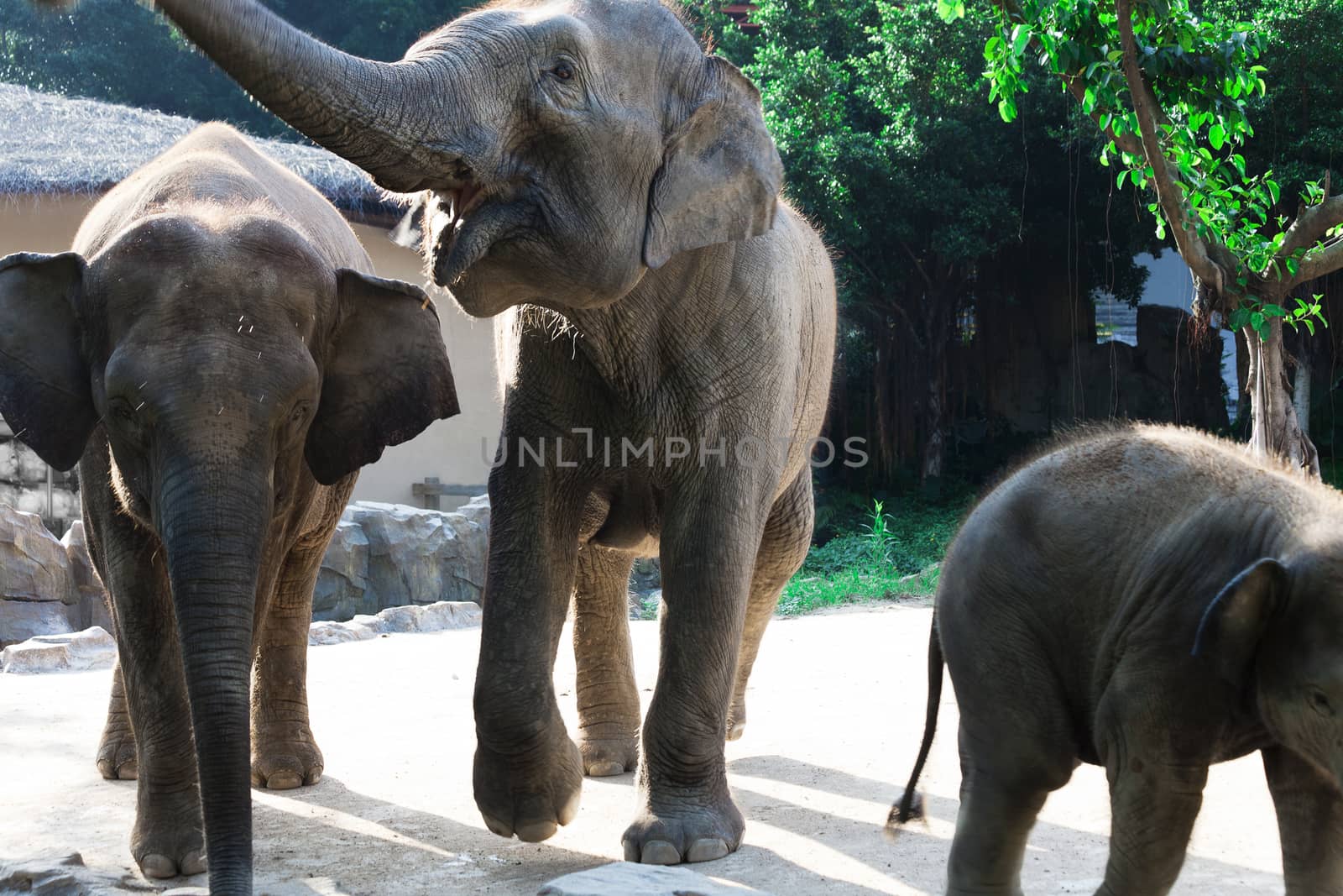 Three elephants walk on a sunny day