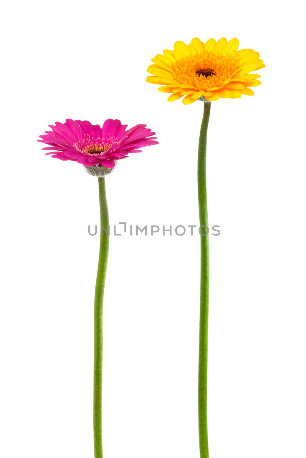 yellow and pink gerber on a white background